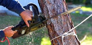Best Stump Grinding and Removal  in Jamestown, NY