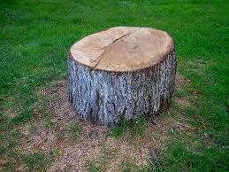 Professional Tree Services in Jamestown, NY