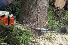 How Our Tree Care Process Works  in  Jamestown, NY