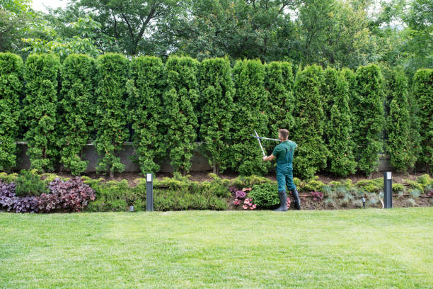 Best Tree Cabling and Bracing  in Jamestown, NY