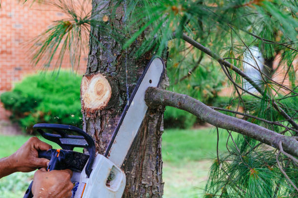  Jamestown, NY Tree Services Pros